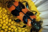 Trichodes apiarius