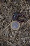 Lucanus cervus