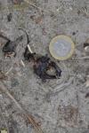 Lucanus cervus