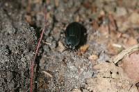 Silpha carinata