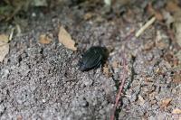 Silpha carinata