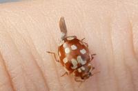 Myrrha octodecimguttata