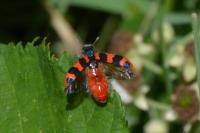 Trichodes alvearius