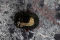 Chrysolina bankii