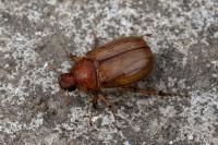Rhizotrogus marginipes