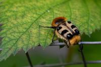 Trichius gallicus