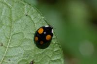 Harmonia axyridis