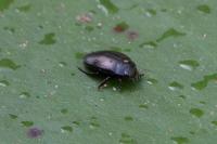 Agabus bipustulatus