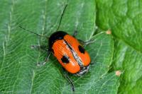 Cryptocephalus bipunctatus