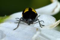 Cryptocephalus vittatus