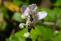 Rutpela maculata