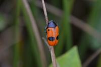 Clytra laeviuscula