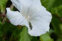 Oedemera nobilis