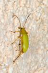Cteniopus sulphureus