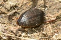 Acilius canaliculatus