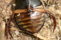 Acilius canaliculatus