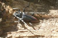Cerambyx cerdo