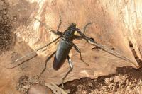Cerambyx cerdo