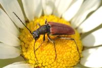 Anastrangalia dubia