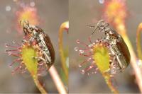Plateumaris sericea