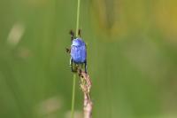 Hoplia coerulea