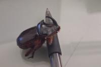 Oryctes nasicornis