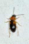 Stenolophus teutonus