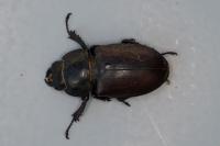 Lucanus cervus