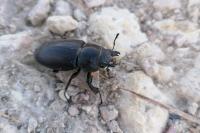 Lucanus cervus