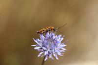 Oedemera podagrariae