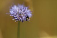 Cryptocephalus vittatus