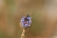 Oedemera flavipes