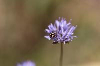 Coccinula quatuordecimpustulata