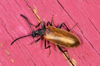 Lagria hirta