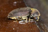 Hadrobregmus denticollis