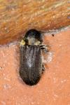 Hadrobregmus denticollis