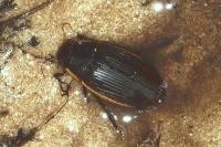 Dytiscus semisulcatus