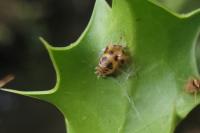 Harmonia axyridis