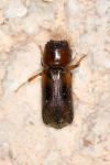 Scobicia chevrieri