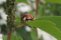 Harmonia axyridis