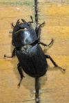 Dorcus parallelipipedus