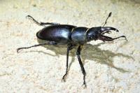 Lucanus cervus