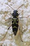 Xylotrechus antilope