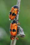 Clytra laeviuscula