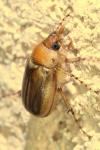 Rhizotrogus marginipes