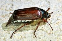 Melolontha melolontha