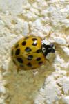 Harmonia axyridis