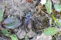 Carabus nemoralis