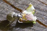 Peritelus sphaeroides