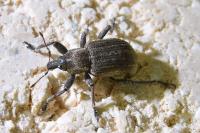 Brachypera zoilus